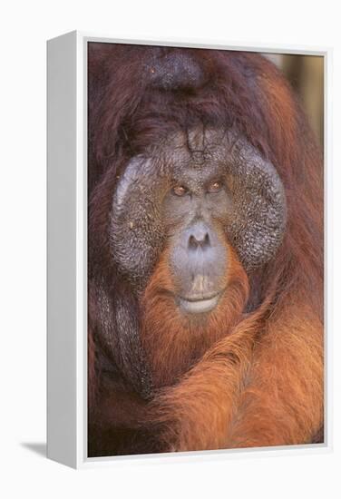 Orangutan-DLILLC-Framed Premier Image Canvas