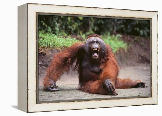 Orangutan-DLILLC-Framed Premier Image Canvas