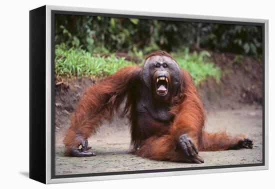 Orangutan-DLILLC-Framed Premier Image Canvas