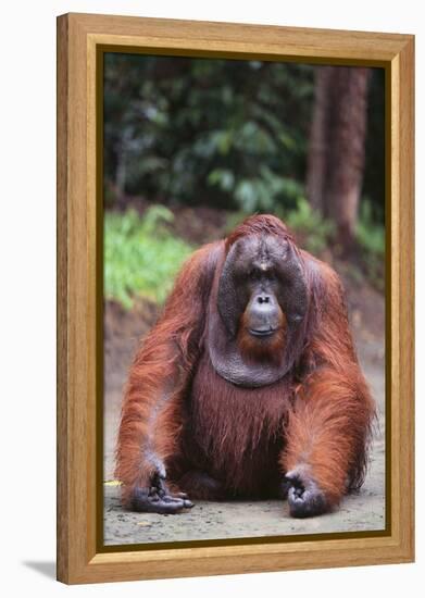 Orangutan-DLILLC-Framed Premier Image Canvas