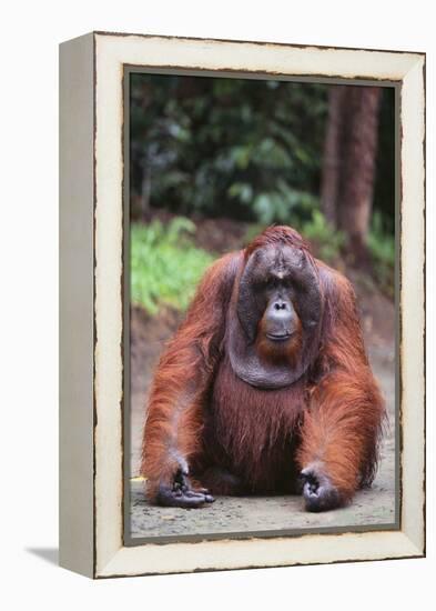 Orangutan-DLILLC-Framed Premier Image Canvas