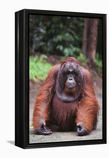 Orangutan-DLILLC-Framed Premier Image Canvas