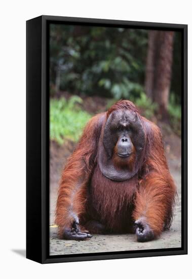 Orangutan-DLILLC-Framed Premier Image Canvas