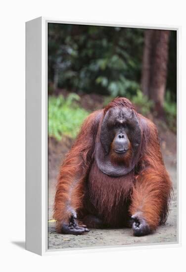 Orangutan-DLILLC-Framed Premier Image Canvas