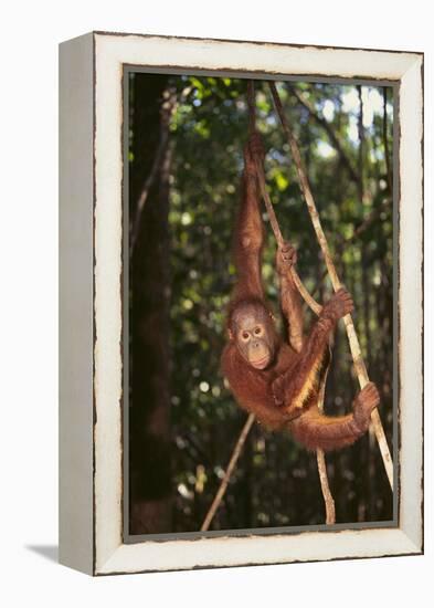 Orangutan-DLILLC-Framed Premier Image Canvas