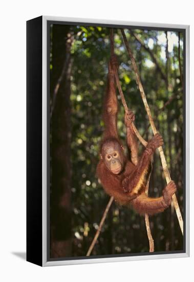 Orangutan-DLILLC-Framed Premier Image Canvas