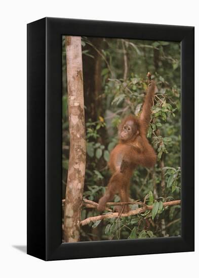 Orangutan-DLILLC-Framed Premier Image Canvas