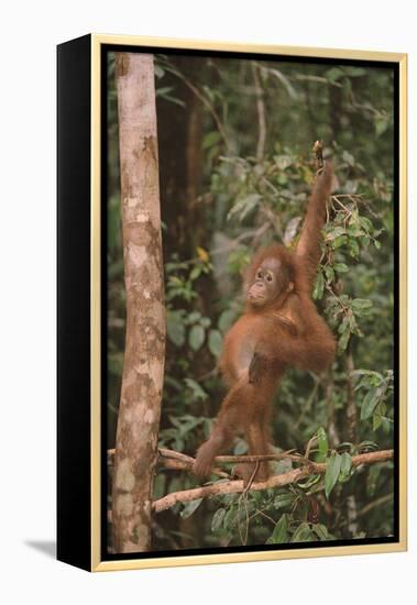 Orangutan-DLILLC-Framed Premier Image Canvas