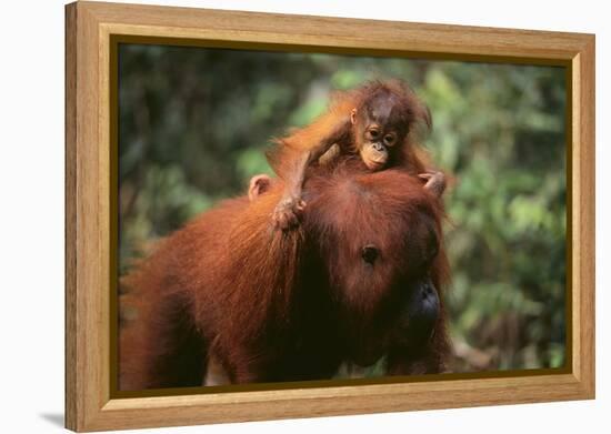 Orangutan-DLILLC-Framed Premier Image Canvas