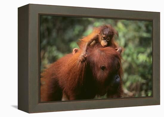 Orangutan-DLILLC-Framed Premier Image Canvas