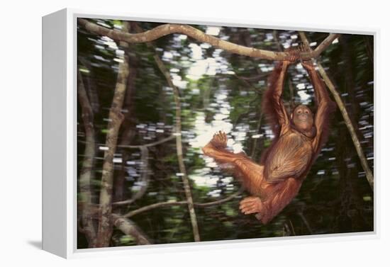 Orangutan-DLILLC-Framed Premier Image Canvas