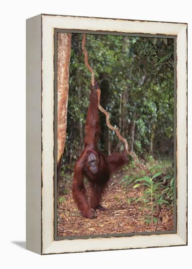 Orangutan-DLILLC-Framed Premier Image Canvas