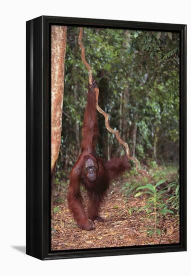 Orangutan-DLILLC-Framed Premier Image Canvas