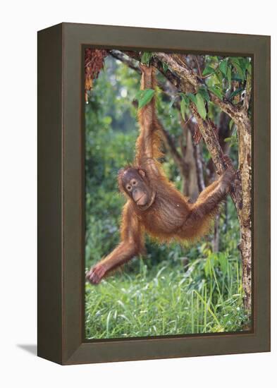 Orangutan-DLILLC-Framed Premier Image Canvas