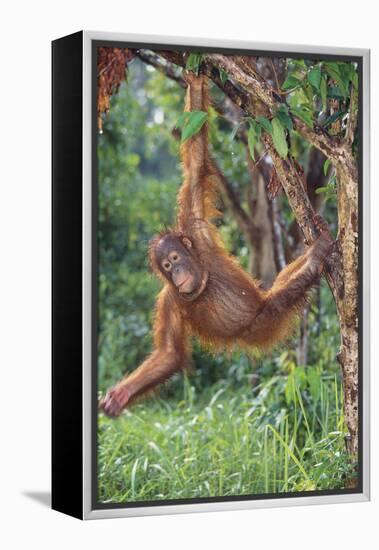 Orangutan-DLILLC-Framed Premier Image Canvas