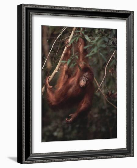 Orangutan-DLILLC-Framed Photographic Print