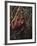 Orangutan-DLILLC-Framed Photographic Print