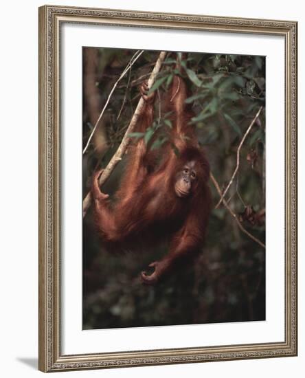 Orangutan-DLILLC-Framed Photographic Print