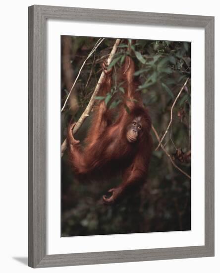 Orangutan-DLILLC-Framed Photographic Print