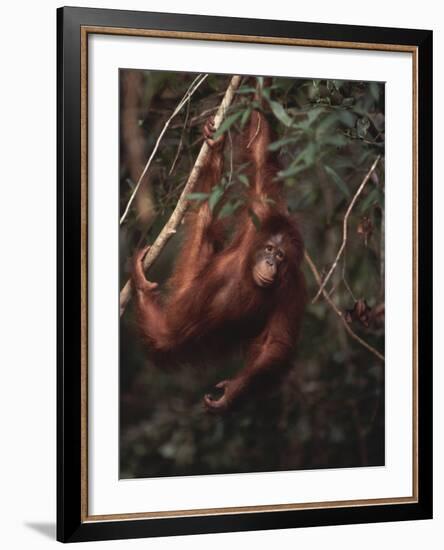 Orangutan-DLILLC-Framed Photographic Print