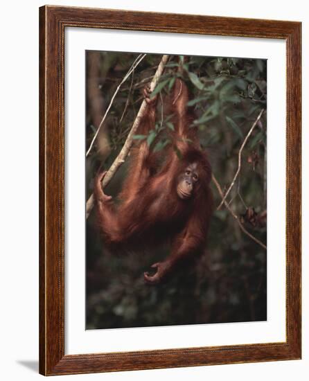 Orangutan-DLILLC-Framed Photographic Print