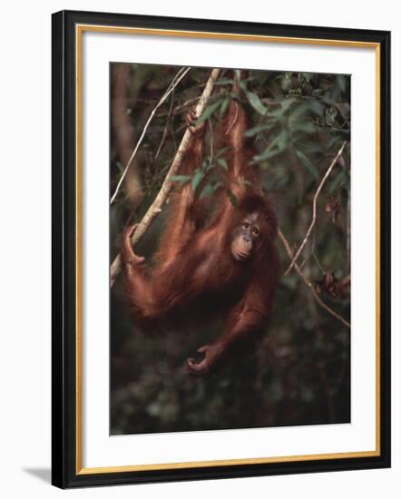 Orangutan-DLILLC-Framed Photographic Print