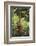 Orangutan-DLILLC-Framed Photographic Print