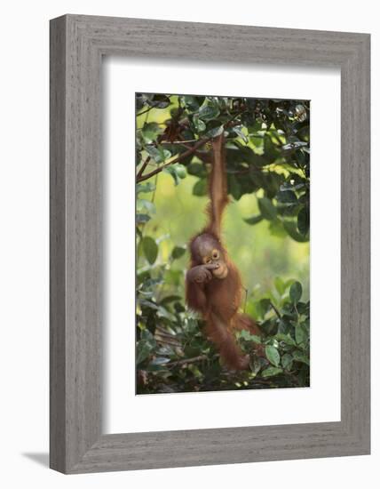 Orangutan-DLILLC-Framed Photographic Print