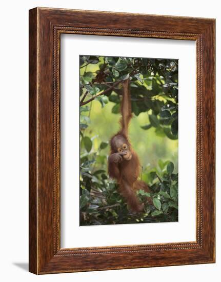 Orangutan-DLILLC-Framed Photographic Print