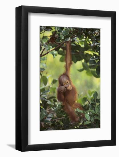 Orangutan-DLILLC-Framed Photographic Print