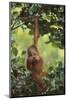 Orangutan-DLILLC-Mounted Photographic Print