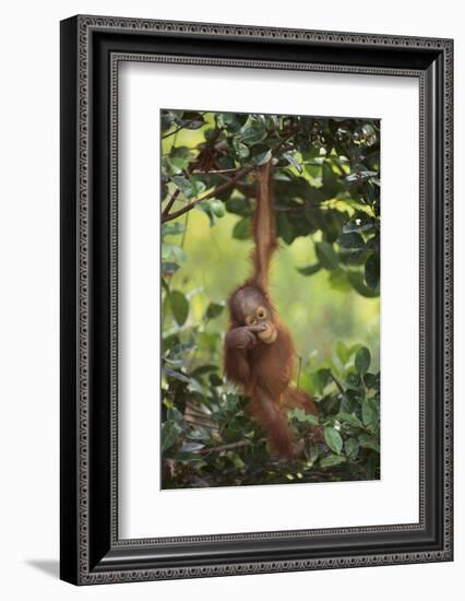 Orangutan-DLILLC-Framed Photographic Print