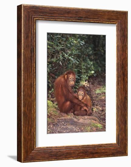 Orangutan-DLILLC-Framed Photographic Print