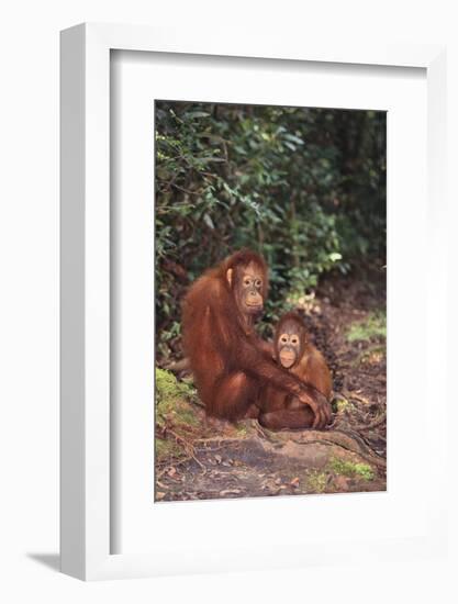 Orangutan-DLILLC-Framed Photographic Print