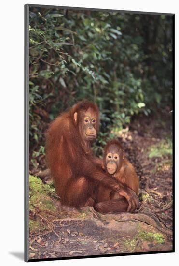 Orangutan-DLILLC-Mounted Photographic Print