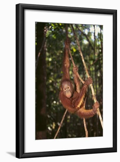 Orangutan-DLILLC-Framed Photographic Print