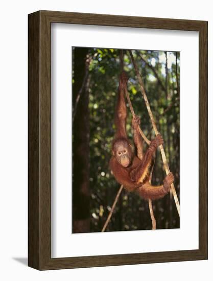 Orangutan-DLILLC-Framed Photographic Print