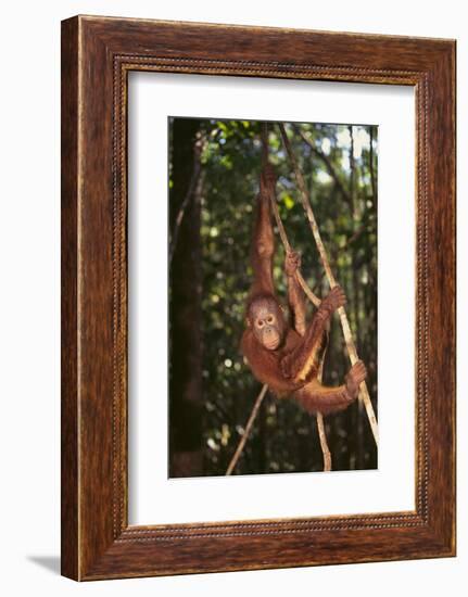 Orangutan-DLILLC-Framed Photographic Print