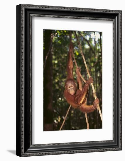 Orangutan-DLILLC-Framed Photographic Print