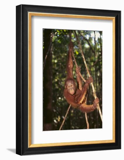 Orangutan-DLILLC-Framed Photographic Print