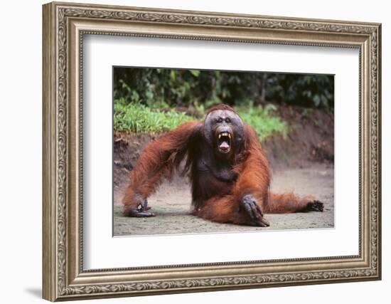 Orangutan-DLILLC-Framed Photographic Print