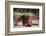 Orangutan-DLILLC-Framed Photographic Print