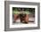 Orangutan-DLILLC-Framed Photographic Print