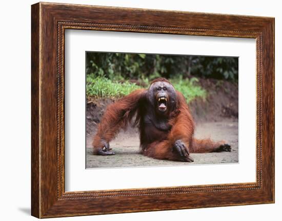 Orangutan-DLILLC-Framed Photographic Print