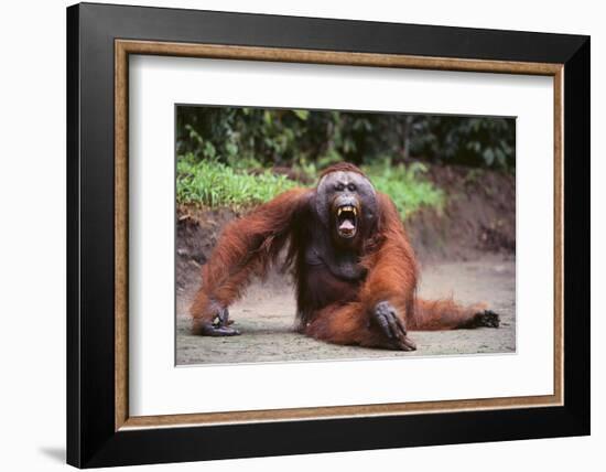 Orangutan-DLILLC-Framed Photographic Print