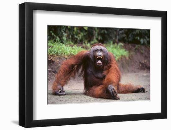 Orangutan-DLILLC-Framed Photographic Print