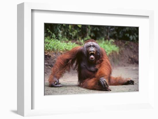 Orangutan-DLILLC-Framed Photographic Print