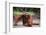 Orangutan-DLILLC-Framed Photographic Print