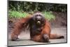 Orangutan-DLILLC-Mounted Photographic Print