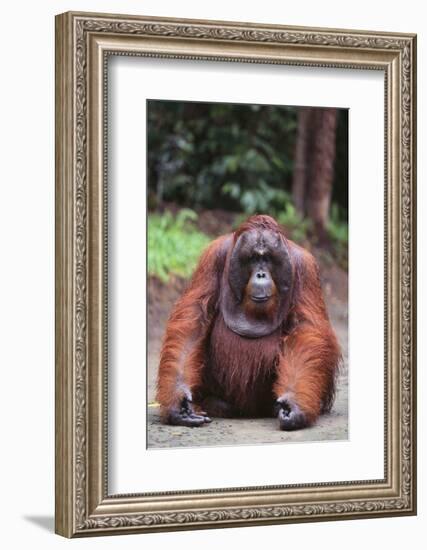 Orangutan-DLILLC-Framed Photographic Print